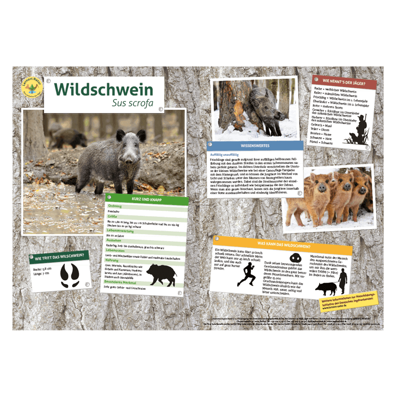 Lernort Natur-Tiertafel DIN A3 Wildschwein