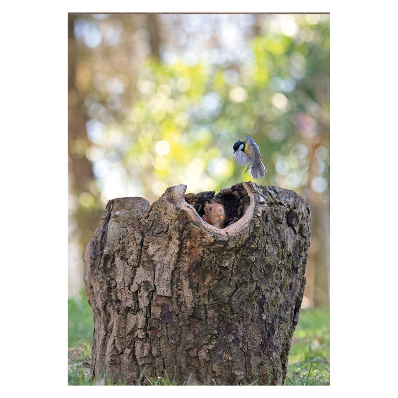 Postkarte "Eichhörnchen mit Kohlmeise"