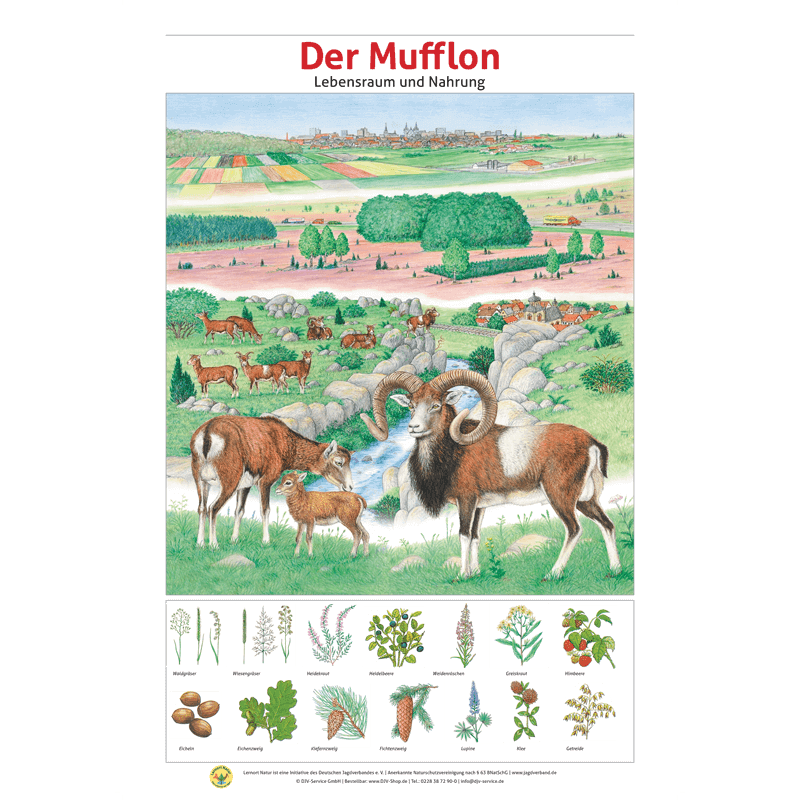 Lernort Natur-Tafel-Set "Heimische Wildtiere - Lebensraum und Nahrung" (12 Tafeln)