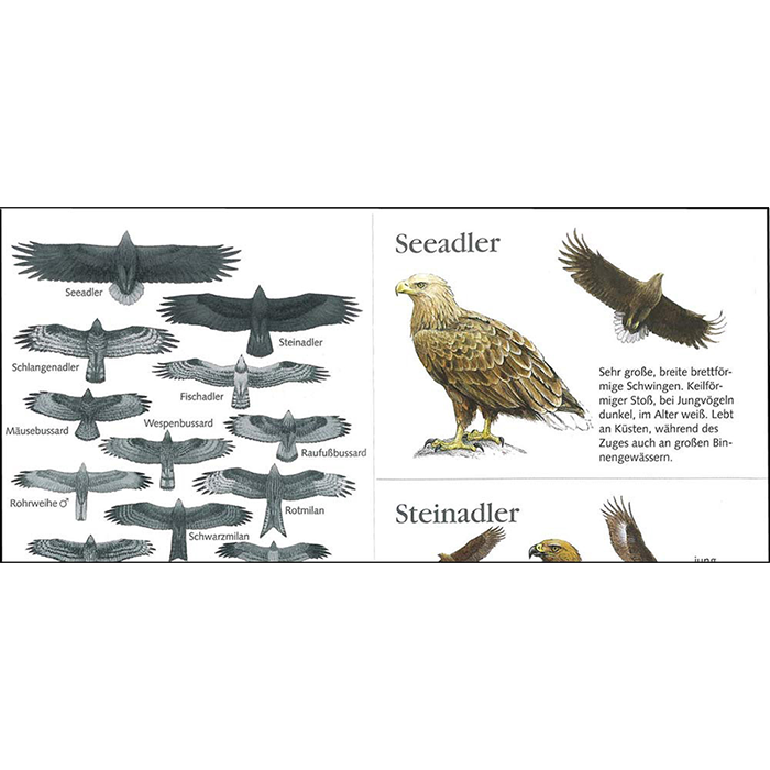 Faltblatt "Unsere Greifvögel"