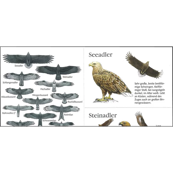 Faltblatt "Unsere Greifvögel"