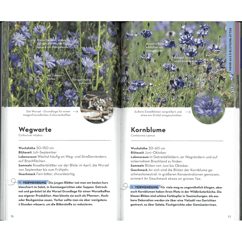 Buch "Basic Früchte und Wildkräuter"