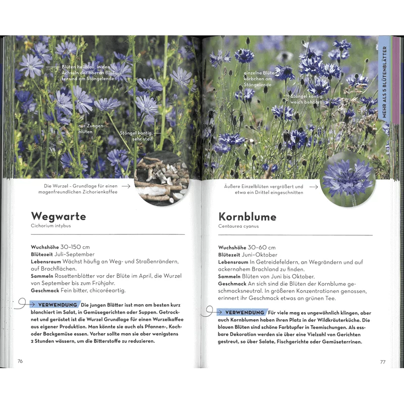 Buch "Basic Früchte und Wildkräuter"