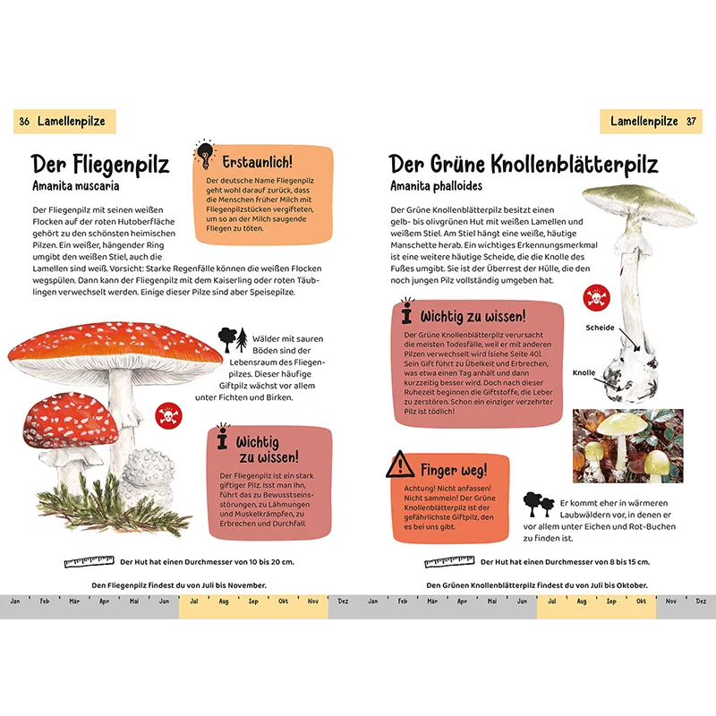 Buch "Kindernaturführer: Welcher Pilz ist das?"