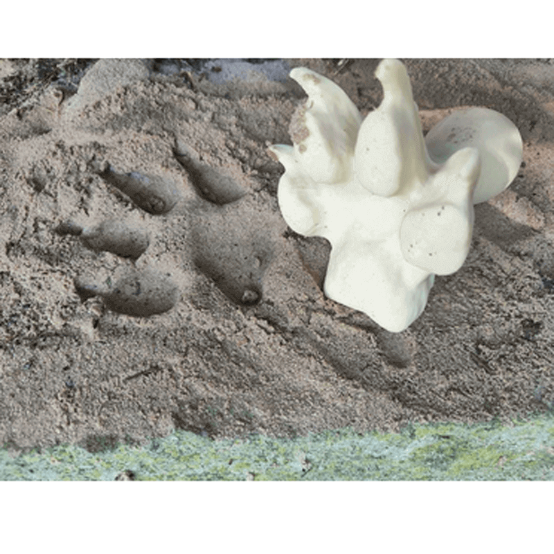 Fährtenstempel Wolf