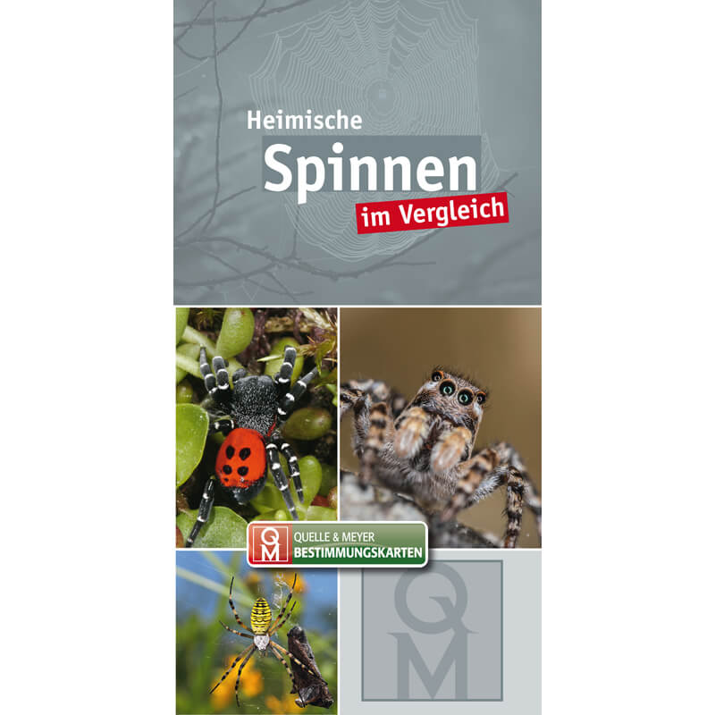 Bestimmungskarte "Heimische Spinnen im Vergleich"