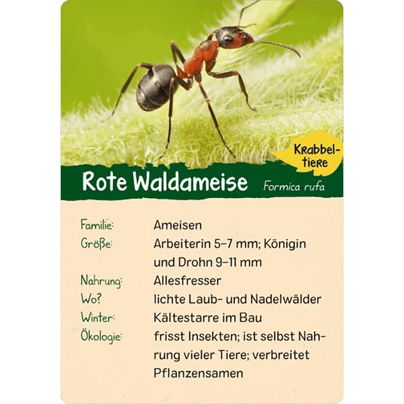 Kinder-Kartenspiel "Naturforscher Kids - Wald"