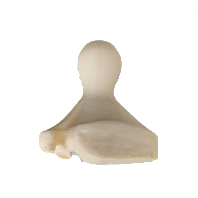 Fährtenstempel Wildschwein