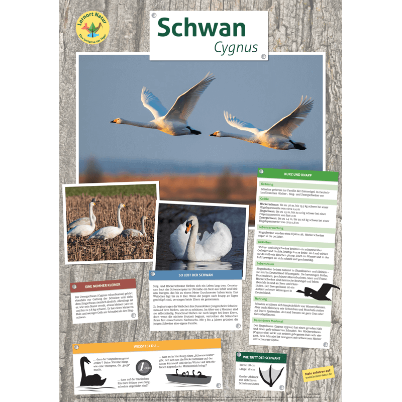 Lernort Natur-Tierposter Schwan
