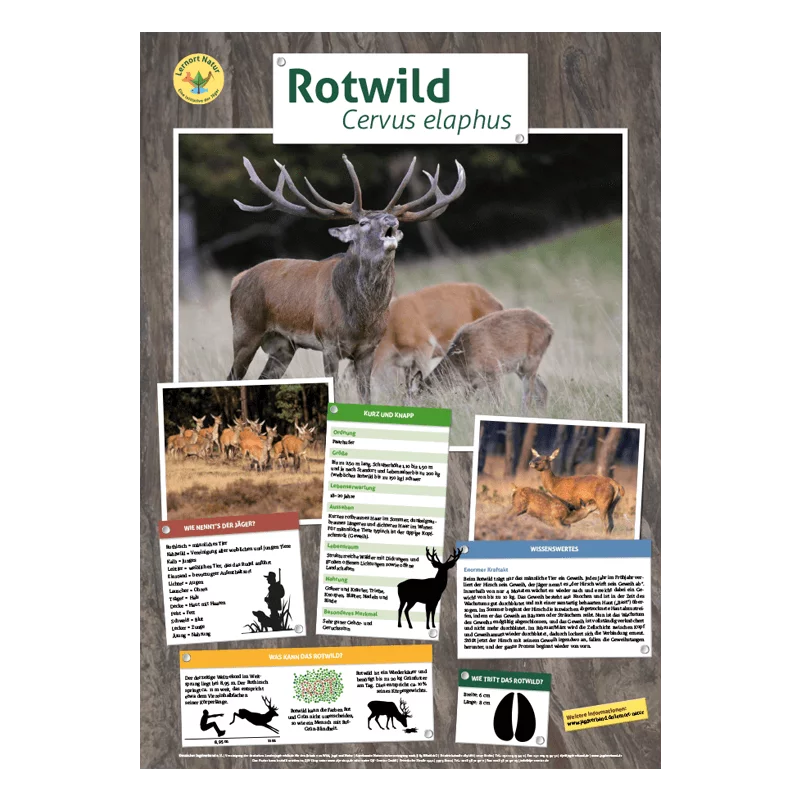 Tierposter im Format DIN A4 (Satz mit 22 Stück)