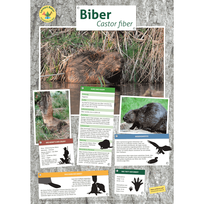 Lernort Natur-Tierposter Biber