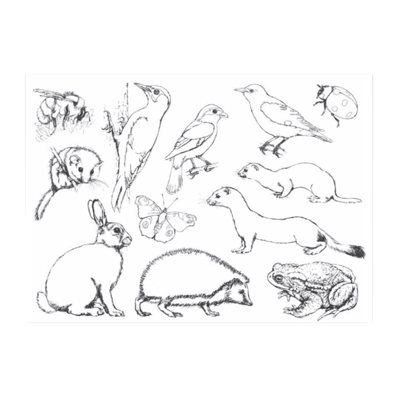 Malbuch 1 "Wir malen - was lebt in Wald und Flur"