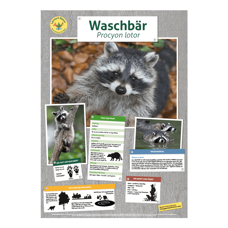 Lernort Natur-Tierposter Waschbär