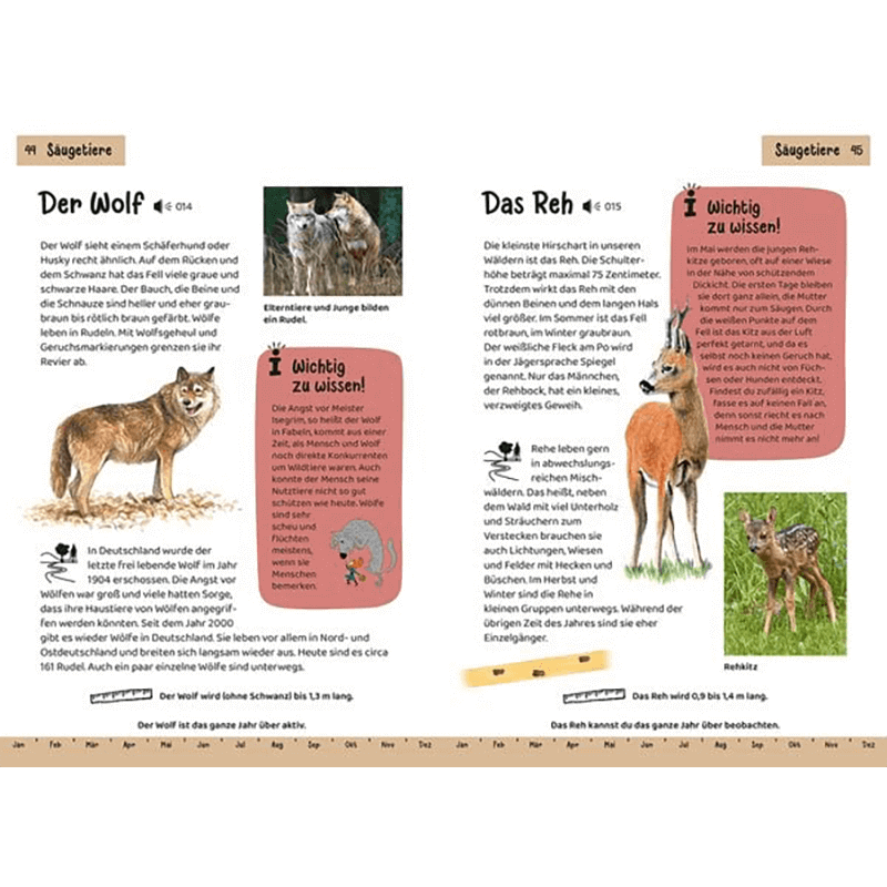 Kinderbuch „Kindernaturführer: Was lebt im Wald?“