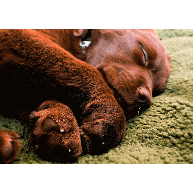 Farm-Land Hundebett aus Faserpelz