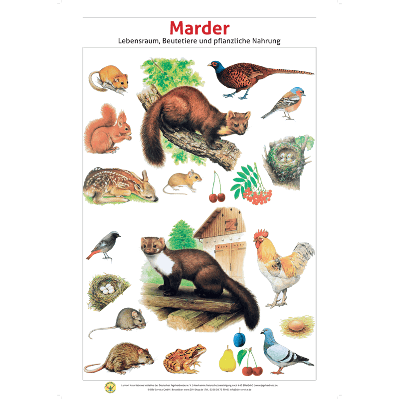 Lernort Natur-Tafel-Set "Heimische Wildtiere - Lebensraum und Nahrung" (12 Tafeln)