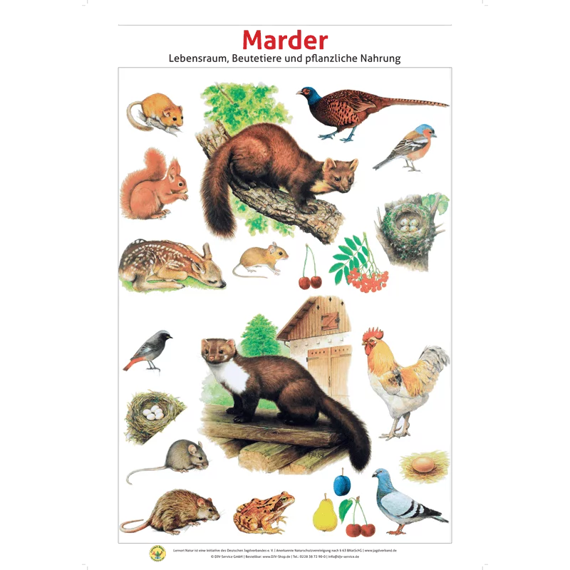 Lernort Natur-Tafel-Set "Heimische Wildtiere - Lebensraum und Nahrung" (12 Tafeln)