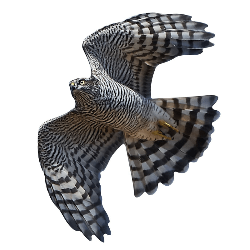 Fenster-Vogelschutzaufkleber Sperber