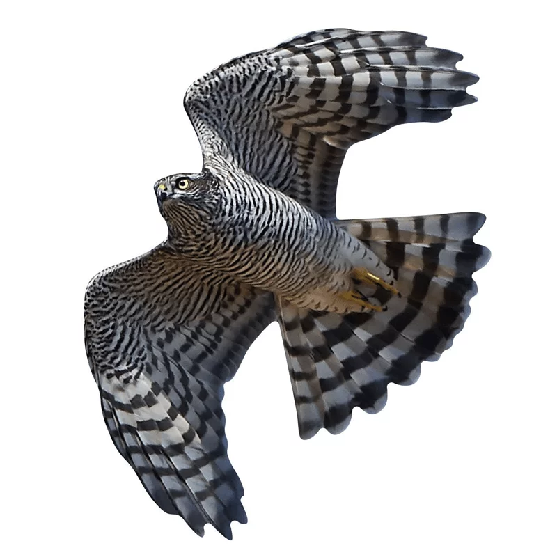 Fenster-Vogelschutzaufkleber Sperber