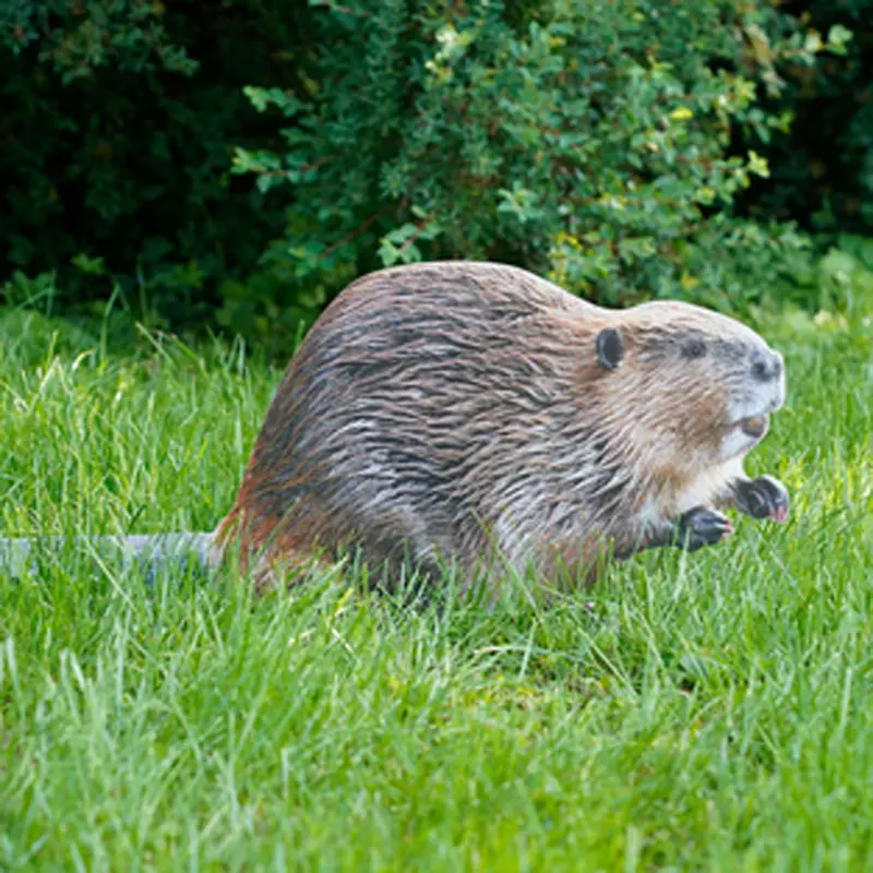 Tieraufsteller Biber