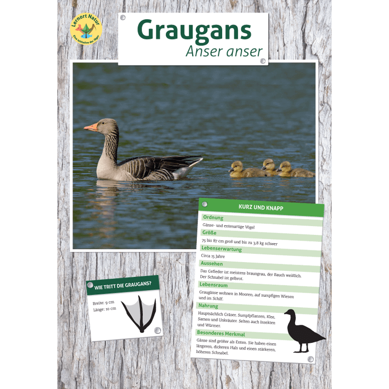 Tierposter im Format DIN A4 (Satz mit 22 Stück)