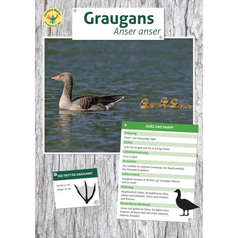 Tierposter im Format DIN A4 (Satz mit 22 Stück)
