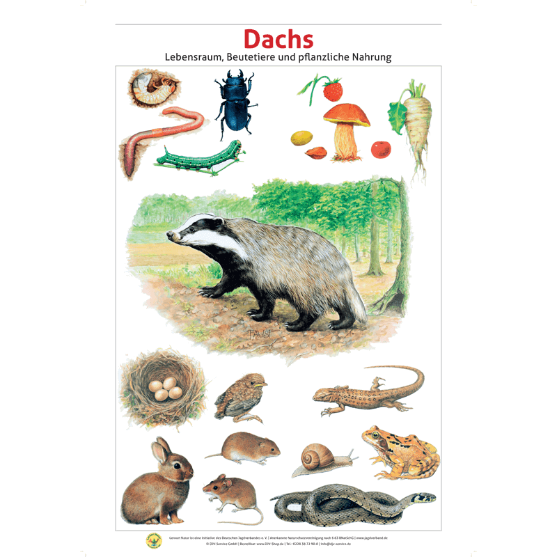 Lernort Natur-Tafel-Set "Heimische Wildtiere - Lebensraum und Nahrung" (12 Tafeln)