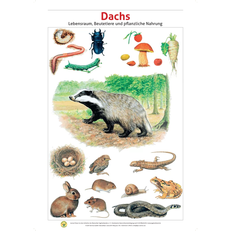 Lernort Natur-Tafel-Set "Heimische Wildtiere - Lebensraum und Nahrung" (12 Tafeln)