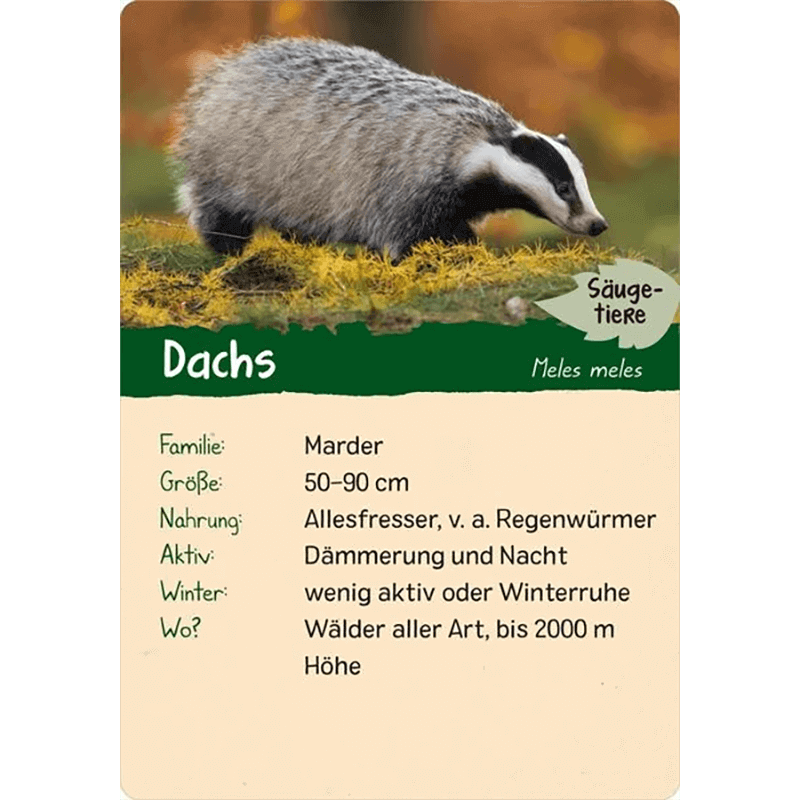 Kinder-Kartenspiel "Naturforscher Kids - Wald"