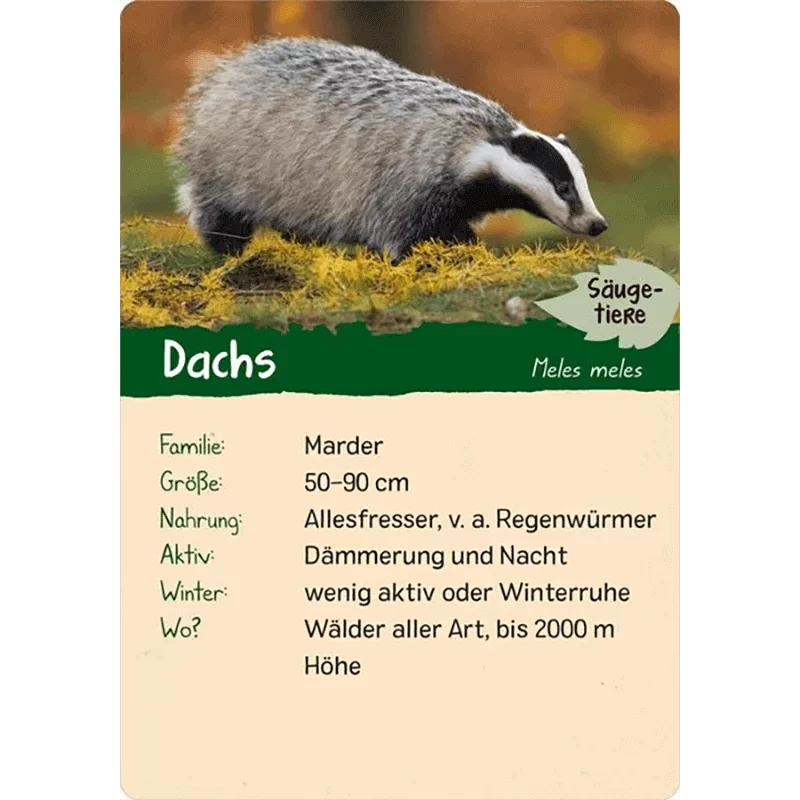 Kinder-Kartenspiel "Naturforscher Kids - Wald"