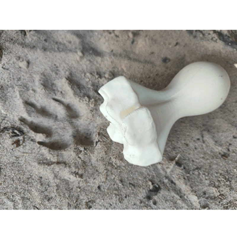 Fährtenstempel Fuchs