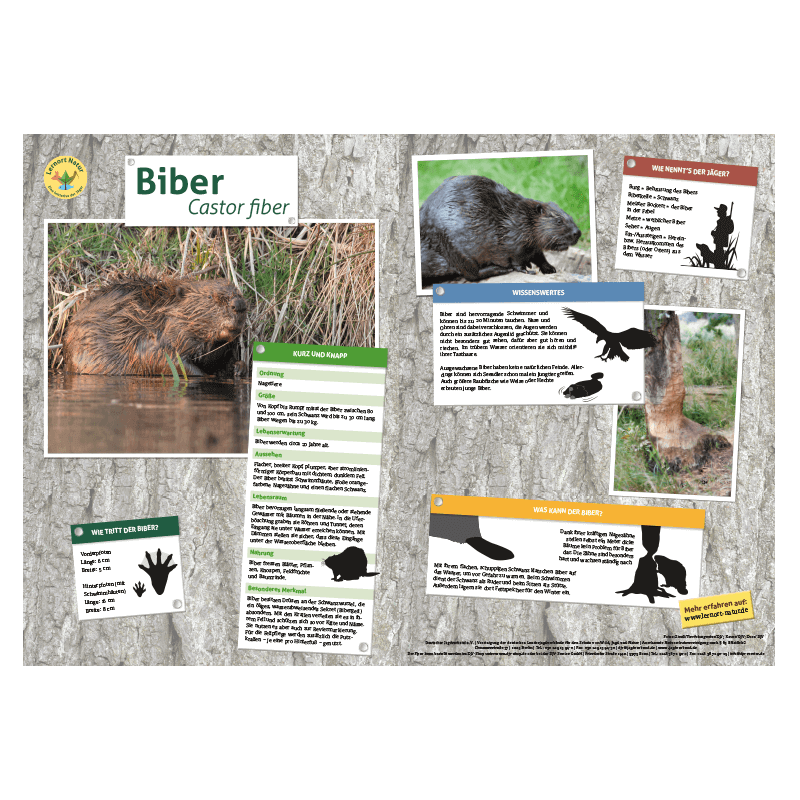 Lernort Natur-Tiertafel DIN A3 Biber