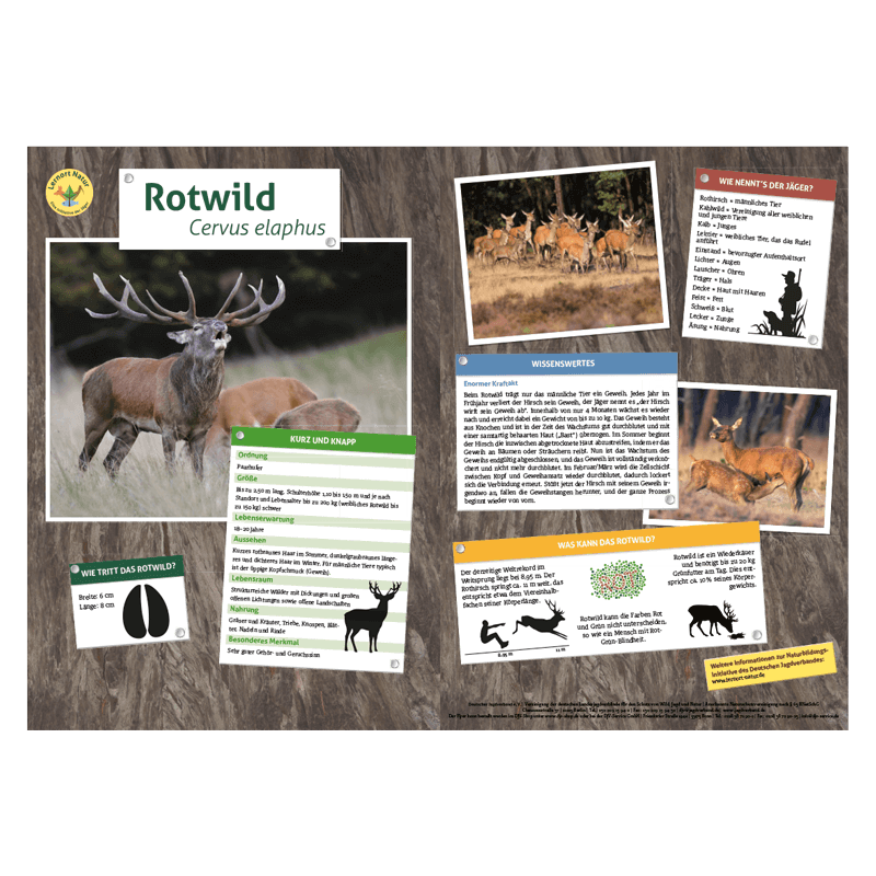 Lernort Natur-Tiertafel DIN A3 Rotwild