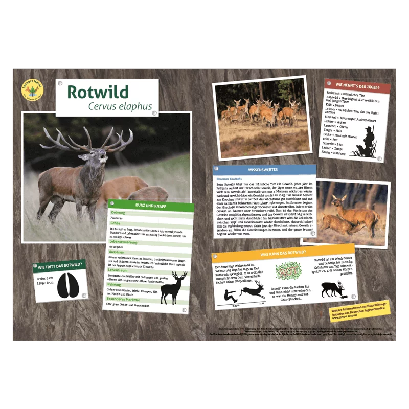 Lernort Natur-Tiertafel DIN A3 Rotwild