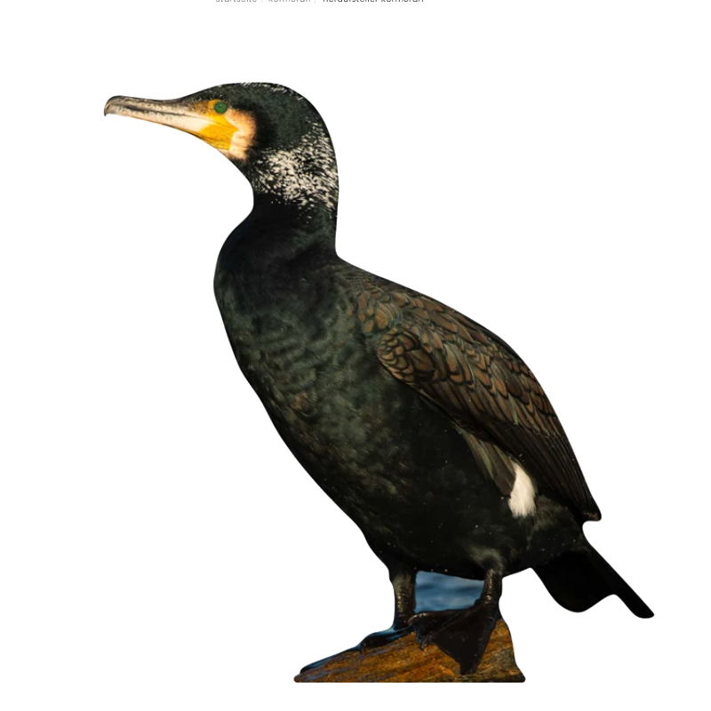 Tieraufsteller Kormoran