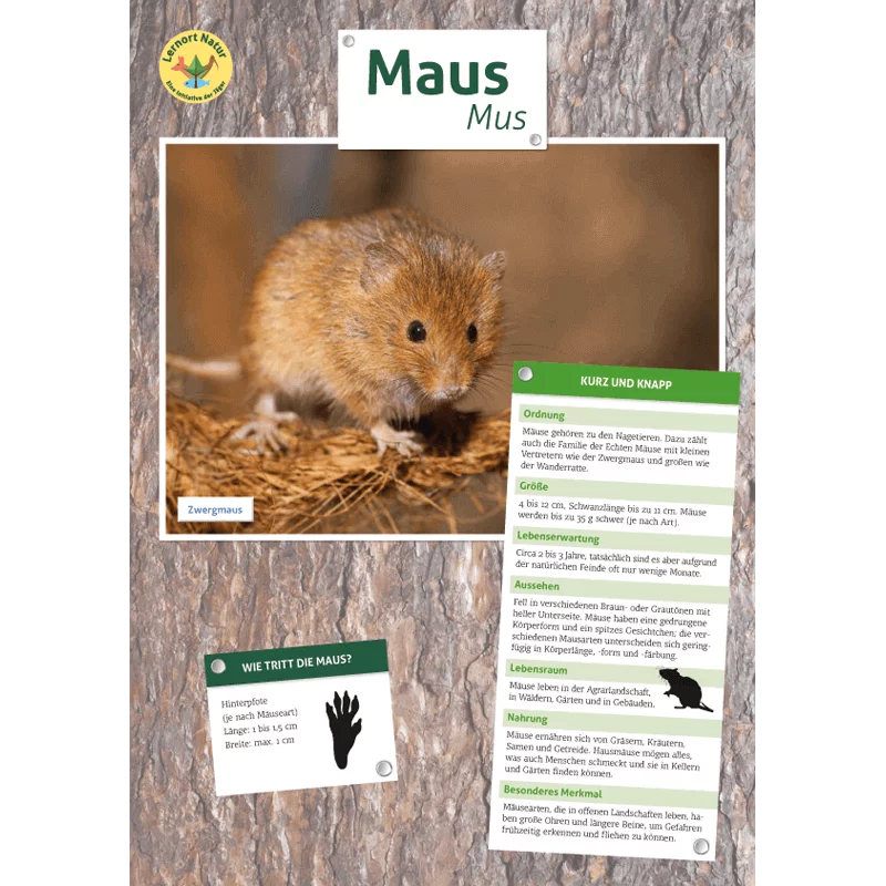 Tierposter im Format DIN A4 (Satz mit 22 Stück)