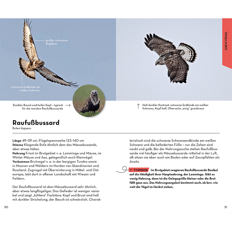 Buch "Basic Greifvögel & Eulen"