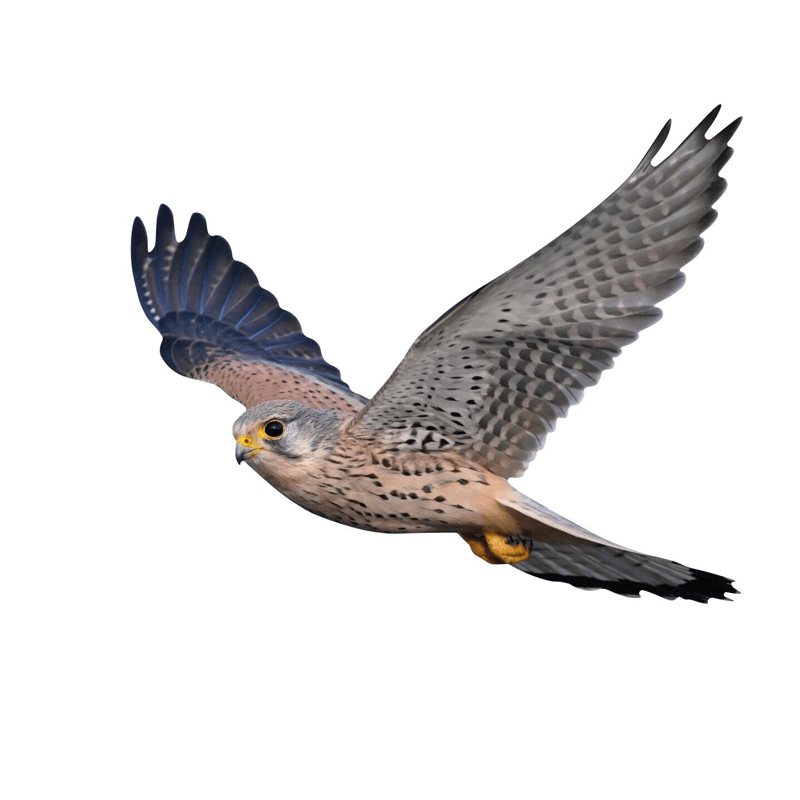 Fenster-Vogelschutzaufkleber Turmfalke