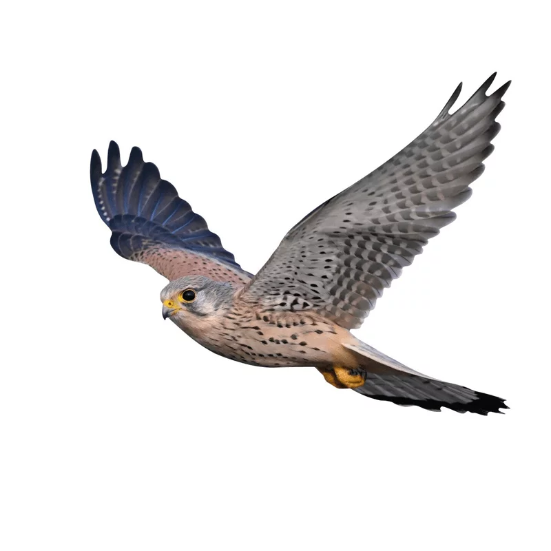 Fenster-Vogelschutzaufkleber Turmfalke
