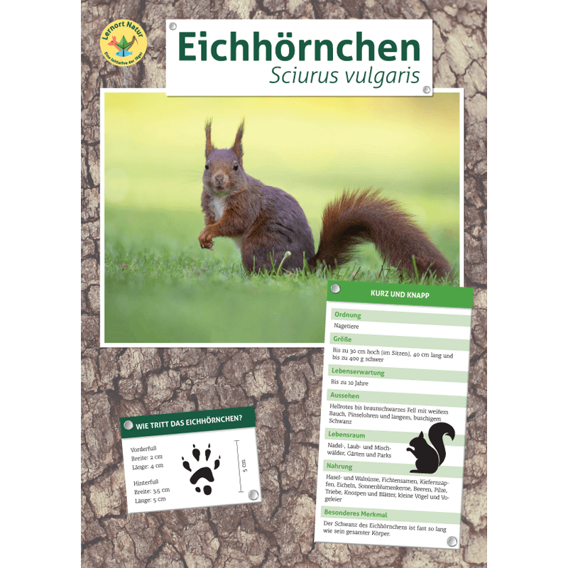 Tierposter im Format DIN A4 (Satz mit 22 Stück)
