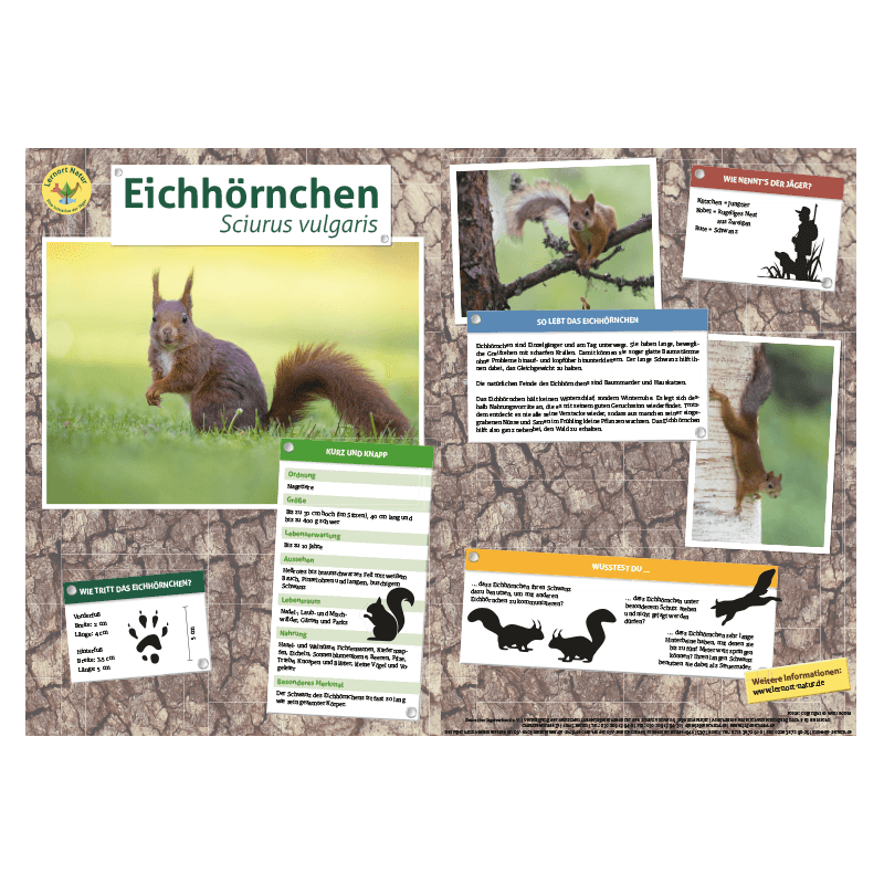 Lernort Natur-Tiertafel DIN A3 Eichhörnchen