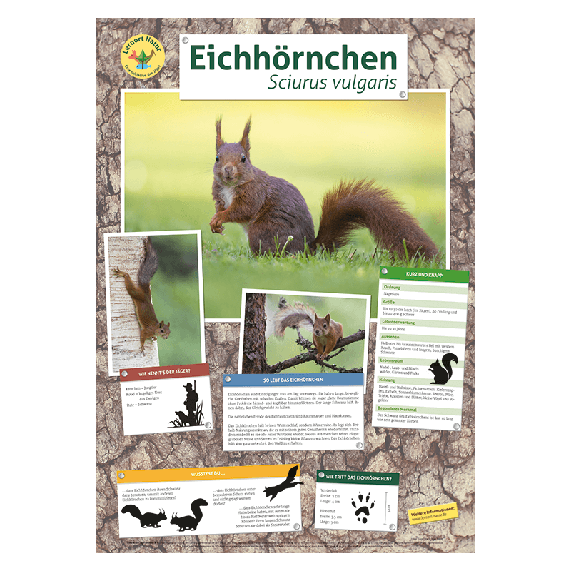 Lernort Natur-Tierposter Eichhörnchen