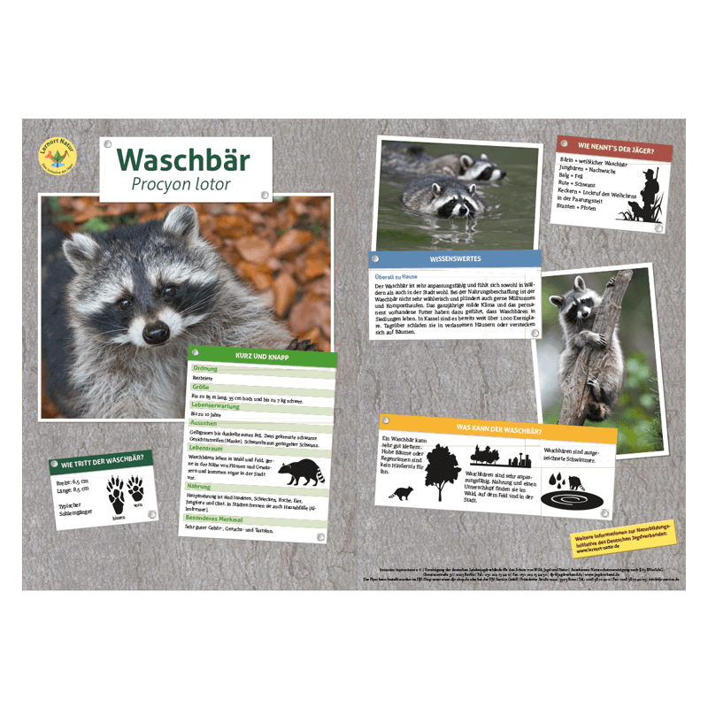 Lernort Natur-Tiertafel DIN A3 Waschbär