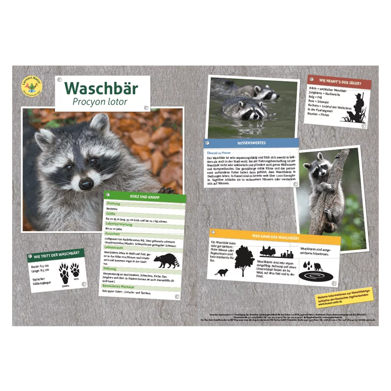 Lernort Natur-Tiertafel DIN A3 Waschbär