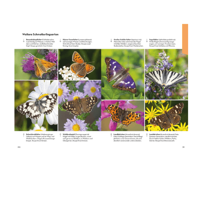 Buch "Naturführer Tiere und Pflanzen deiner Heimat"