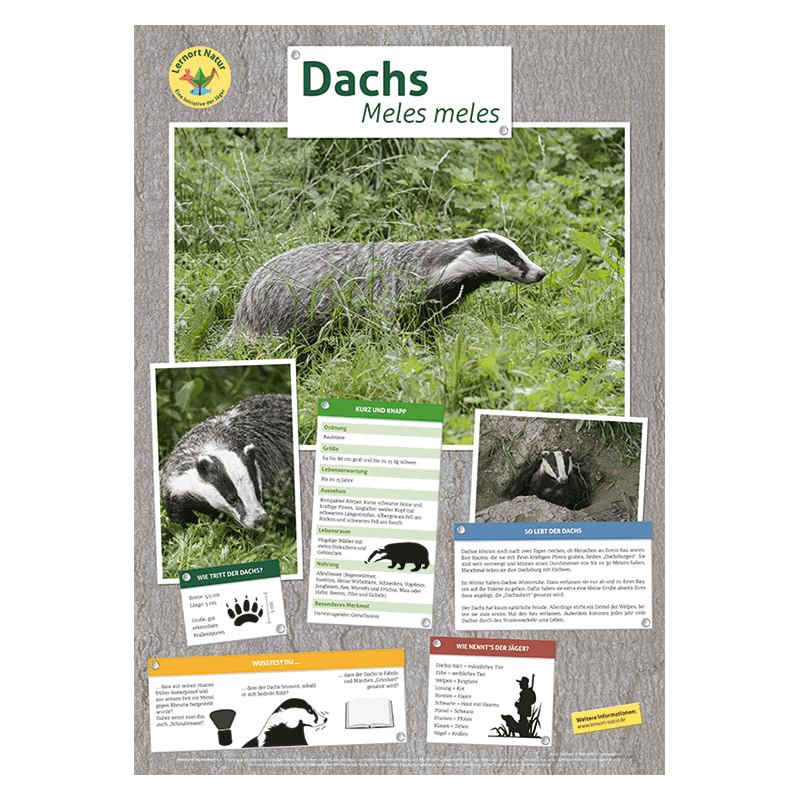 Lernort Natur-Tierposter Dachs
