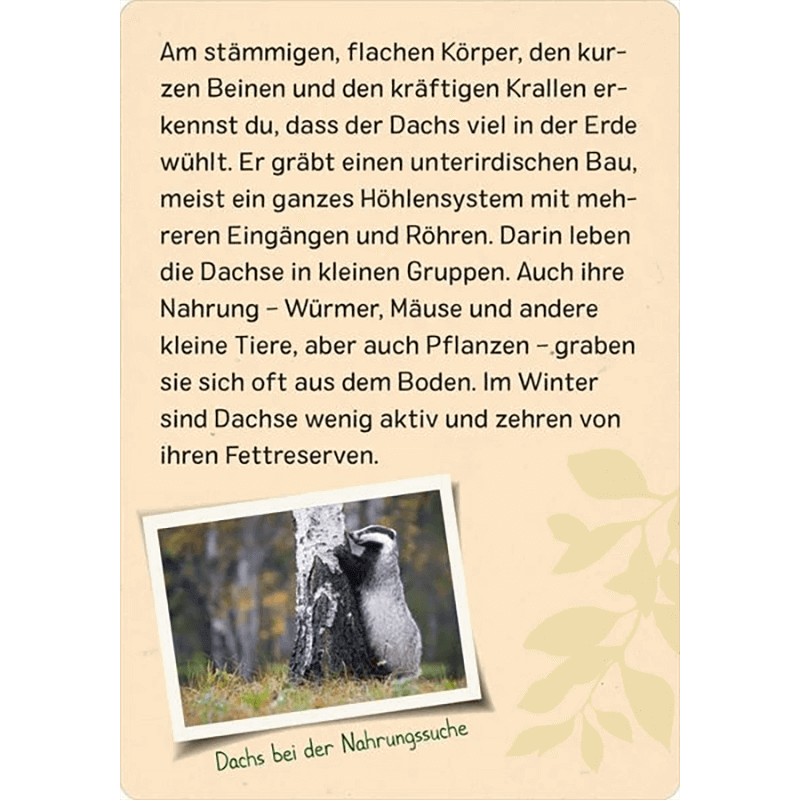Kinder-Kartenspiel "Naturforscher Kids - Wald"