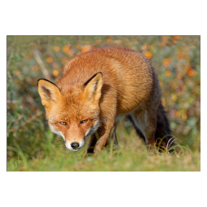 Postkarte "Rotfuchs im Sanddorn"