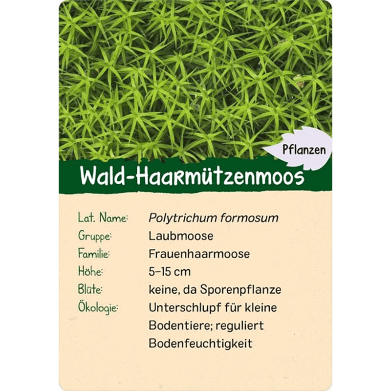 Kinder-Kartenspiel "Naturforscher Kids - Wald"