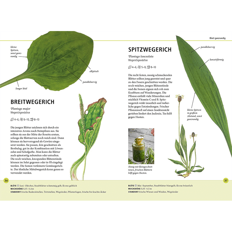 Buch "Wildkräuter am Blatt erkennen"